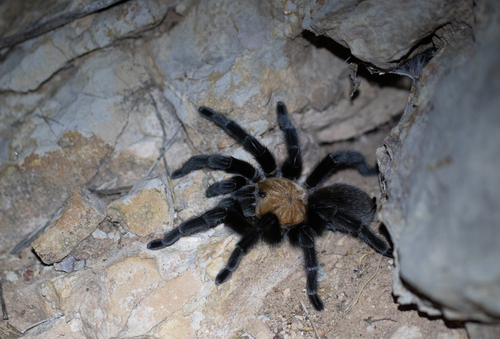 Texas Brown Tarantula