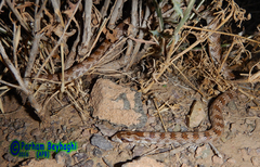 Lytorhynchus ridgewayi