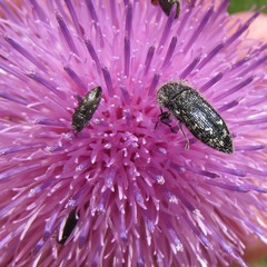 Acmaeodera