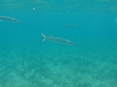 Hemiramphus brasiliensis