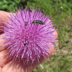 Acmaeodera