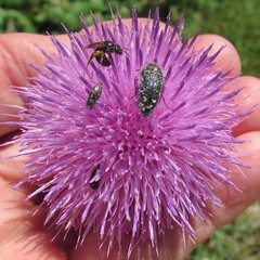 Acmaeodera