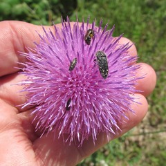 Acmaeodera