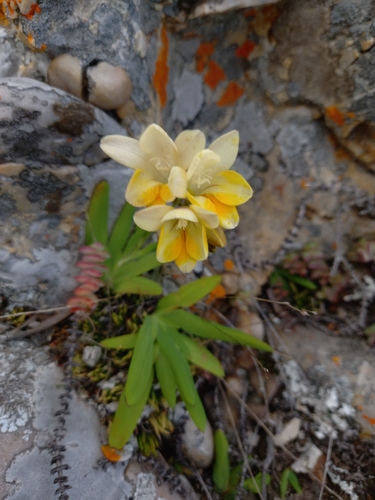 Image of Freesia fergusoniae by (c) Christiaan Viljoen, some rights reserved (CC BY)