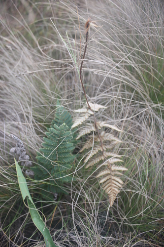 Aleuritopteris farinosa image