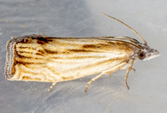 Eucosma radiatana