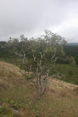 Ozoroa