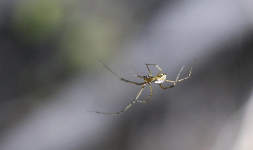 Western Black Widow