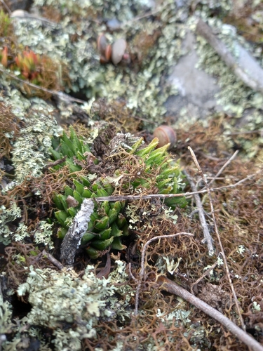 Haworthia chloracantha