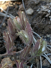 Cordylanthus nidularius