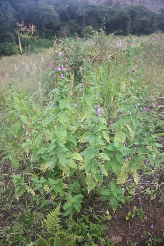 Hypoestes aristata image