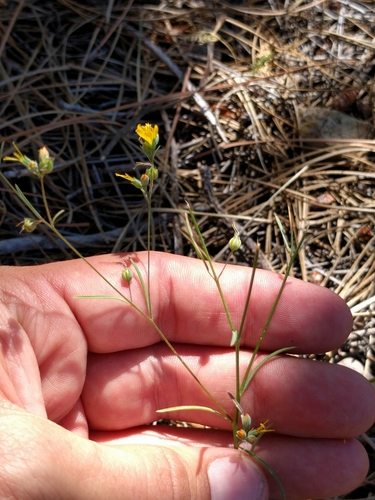 Image of Brewer's western flax by (c) Ken-ichi Ueda, some rights reserved (CC BY)
