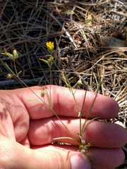 Hesperolinon breweri