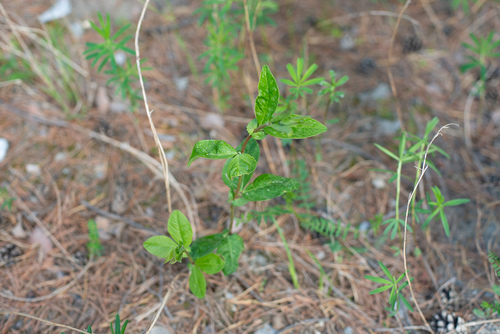 Two-leaf Vetch