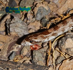 Lytorhynchus ridgewayi