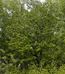 Crataegus chlorosarca
