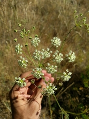 Perideridia kelloggii