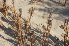 Cenchrus tribuloides