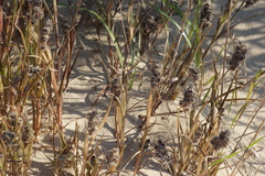 Cenchrus tribuloides