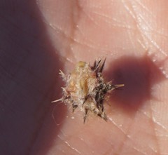 Cenchrus tribuloides