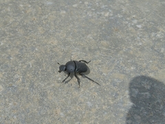 Gymnopleurus mopsus