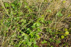Strophostyles helvola