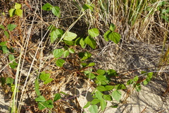 Strophostyles helvola