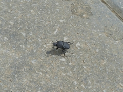 Gymnopleurus mopsus