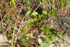 Strophostyles helvola