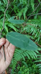 Anodendron affine