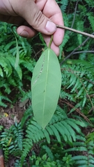 Anodendron affine