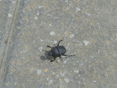 Gymnopleurus mopsus