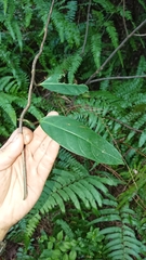 Anodendron affine