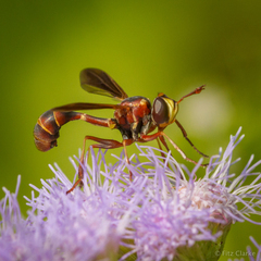 Physocephala sagittaria