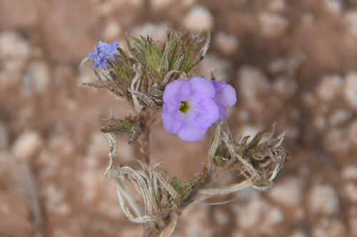 Stevens' Fiddleleaf (Nama stevensii)