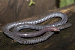 Yellow-Headed Caecilian photo 1