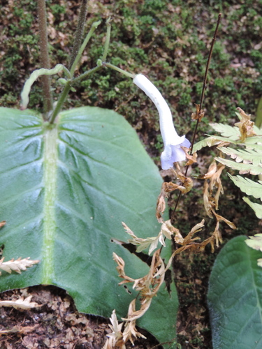 Streptocarpus solenanthus