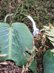 Streptocarpus solenanthus image