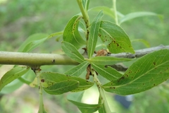 Salix × fragilis vitellina