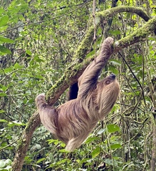 Linnaeus's Two-Toed Sloth photo 3
