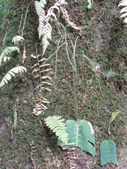 Streptocarpus solenanthus image