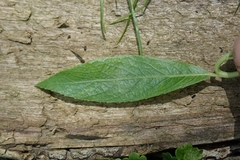 Salix × fragilis vitellina