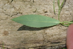 Salix × fragilis vitellina