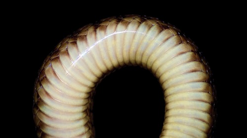 Florida Green Watersnake