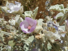 Malacothamnus fremontii