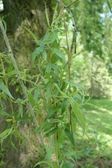 Salix × fragilis vitellina