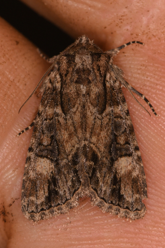 Aseptis adnixa photo 4