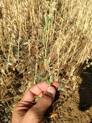Calycadenia truncata