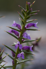 Muraltia juniperifolia