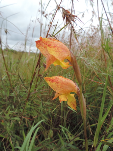 Gladiolus image